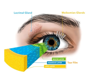Physiology of Protecting the Eye Surface