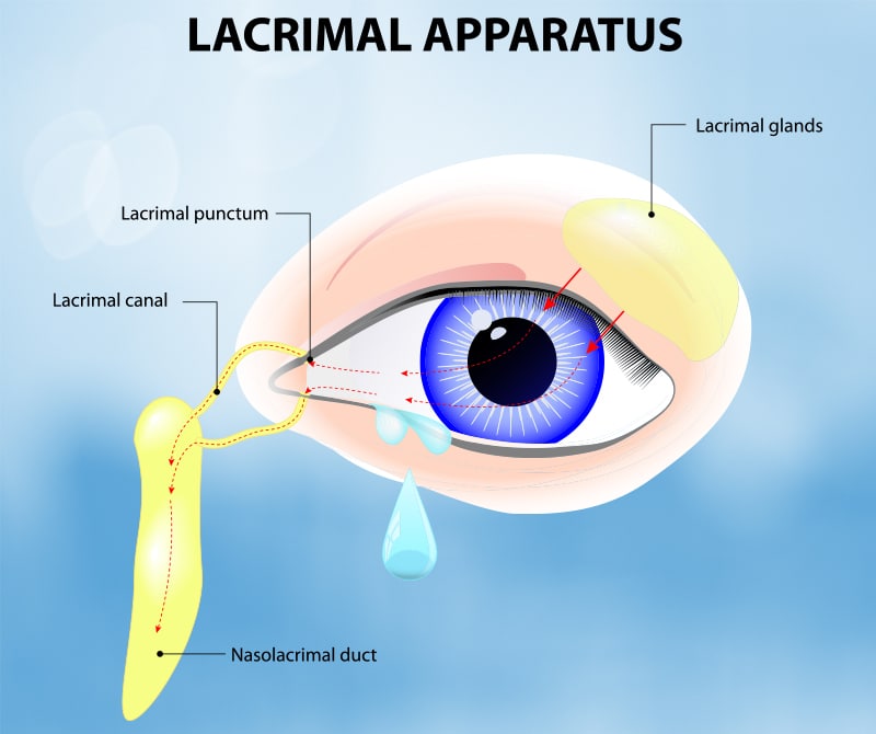 tearing diagram of the lacrimal apparatus